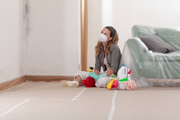Reliable Mold Remediation contractor in Lincoln Park, MI by Cheap Mold Removal