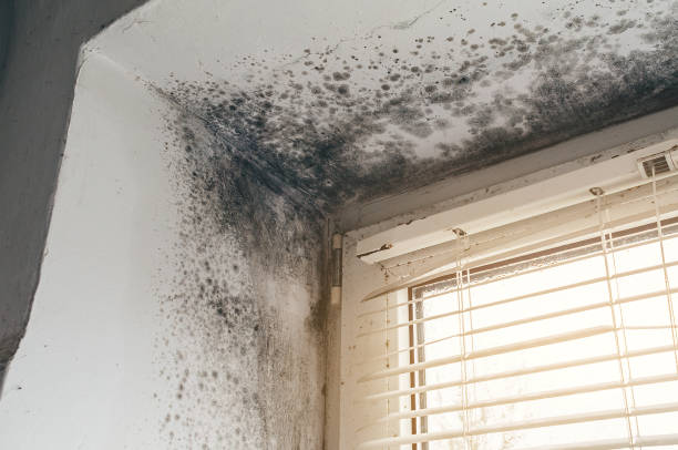 Affordable Mold Remediation solutions in Lincoln Park, MI
