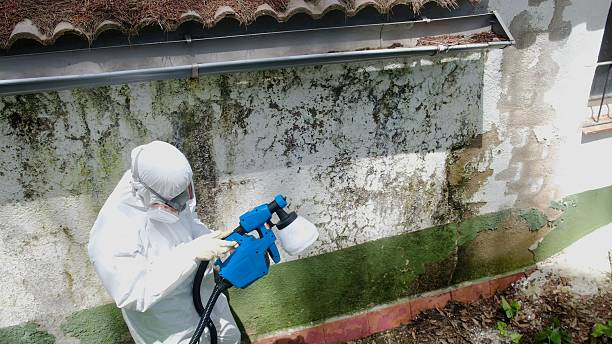 Trusted Black Mold Removal service in Lincoln Park, MI - Cheap Mold Removal